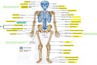 Struktur Tulang Manusia, Pengertian, Fungsi dan Jenisnya (Lengkap)