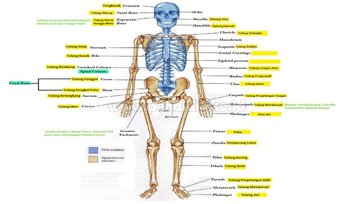 Struktur Tulang Manusia, Pengertian, Fungsi dan Jenisnya (Lengkap)