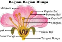 11 Bagian Bunga Beserta Fungsinya (Pembahasan Lengkap)