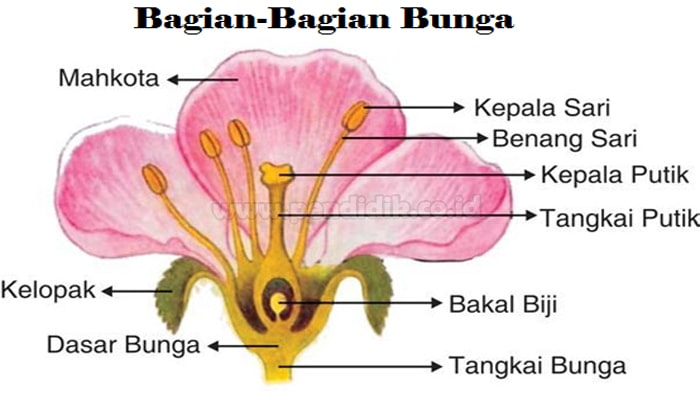 11 Bagian Bunga Beserta Fungsinya (Pembahasan Lengkap)