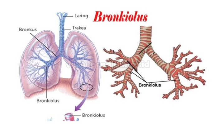 Fungsi Bronkus, Pengertian, Jenis & Strukturnya (Lengkap)